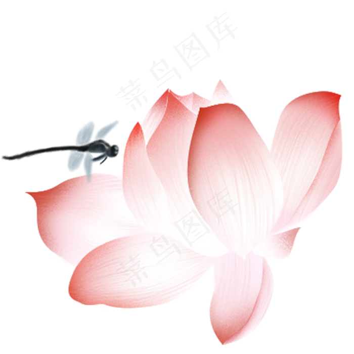 落在荷花上的蜻蜓