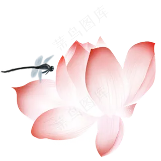 落在荷花上的蜻蜓