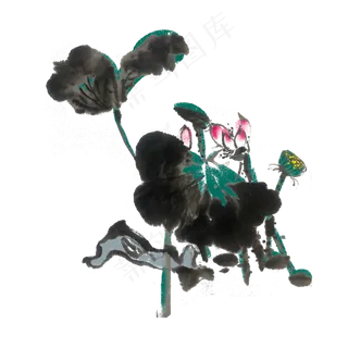 夏季荷花水墨手绘