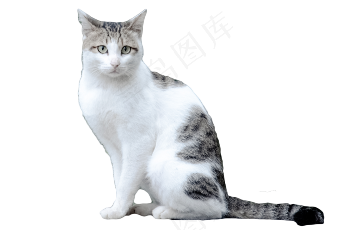 动物猫咪,免抠元素(2000X2000(DPI:300))