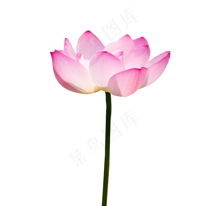 红色的盛开的莲花(2500X2500(DPI:300))psd模版下载