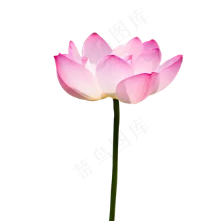 红色的盛开的莲花