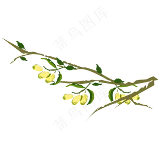 冬季结霜冬枣树