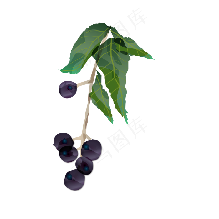 水彩风格葡萄矢量插画PNG