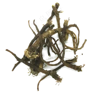 中医药材蒲公英根,免抠元素