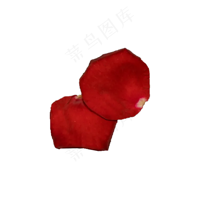红玫瑰花瓣实拍（png免抠）(2000X2000(DPI:72))psd模版下载