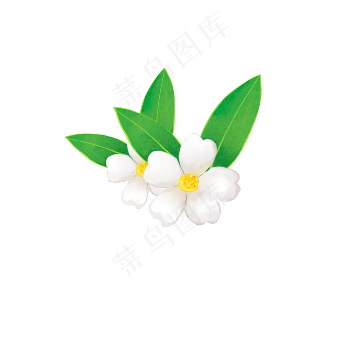 春季花卉白色山茶花装饰图案PNG,免抠元素(2000X2000(DPI:300))psd模版下载