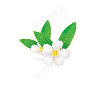 春季花卉白色山茶花装饰图案PNG,免抠元素