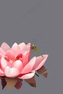 小暑时节的睡莲与蜻蜓 小暑时节的睡莲与蜻蜓