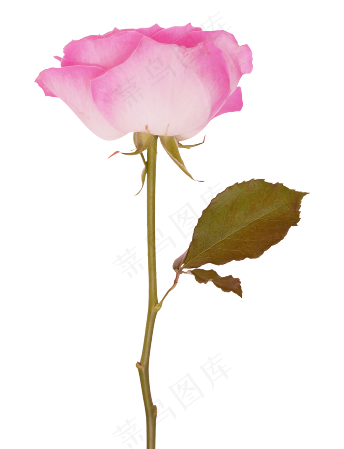 粉红玫瑰花(1530*2000px 300 dpi )