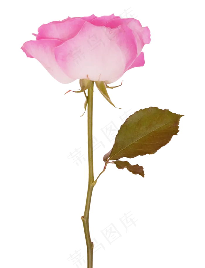 粉红玫瑰花(1530*2000px 300 dpi )