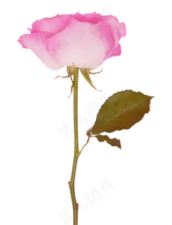 粉红玫瑰花 粉红玫瑰花