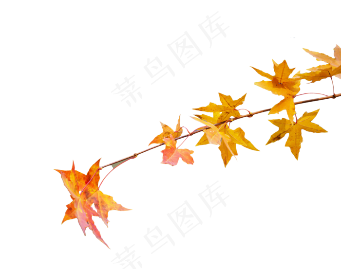 黄色枫叶,免抠元素(3800*3000px 300 dpi )