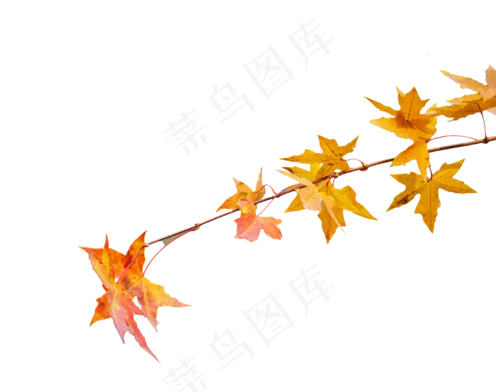 黄色枫叶,免抠元素(3800*3000px 300 dpi )