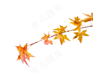 黄色枫叶,免抠元素