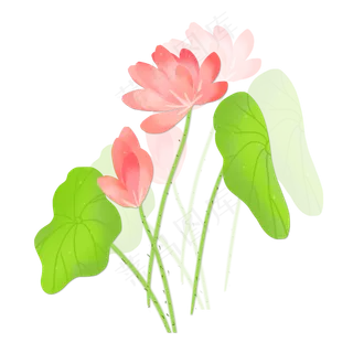 春夏荷花png素材