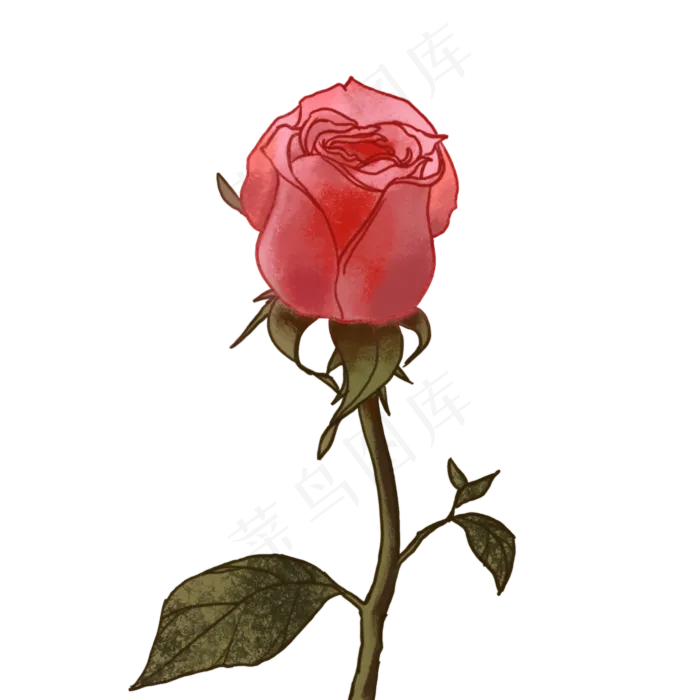 粉色玫瑰花苞(2000X2000(DPI:300))psd模版下载