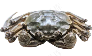 螃蟹特写,免抠元素