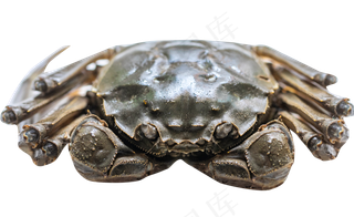 螃蟹特写,免抠元素