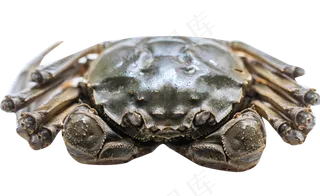 螃蟹特写,免抠元素