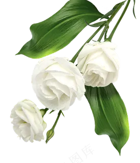 白玫瑰玫瑰花 白玫瑰玫瑰花