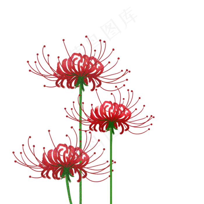 水彩红曼珠沙华矢量(2000*2000px 300 dpi )psd模版下载