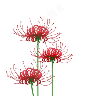 水彩红曼珠沙华矢量