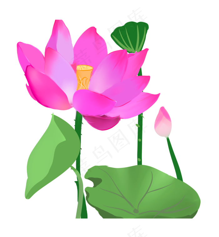 夏季节气荷花荷叶