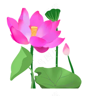 夏季节气荷花荷叶