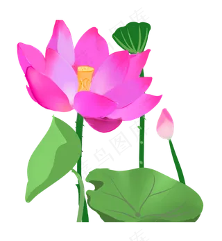 夏季节气荷花荷叶