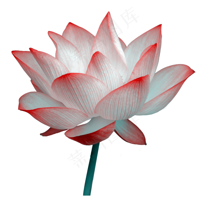 盛开的荷花(2000X2000(DPI:300))psd模版下载