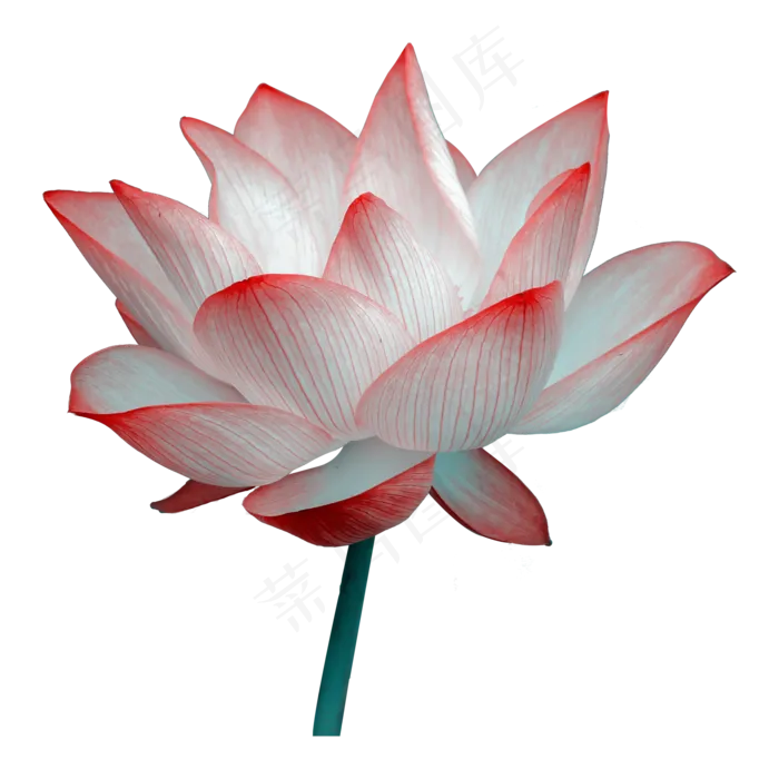 盛开的荷花(2000X2000(DPI:300))psd模版下载