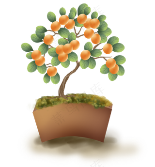 传统中国风金钱橘盆栽