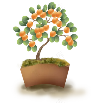传统中国风金钱橘盆栽