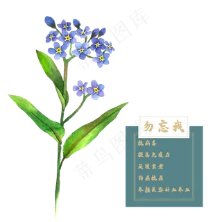 勿忘我花类中药材水彩植物