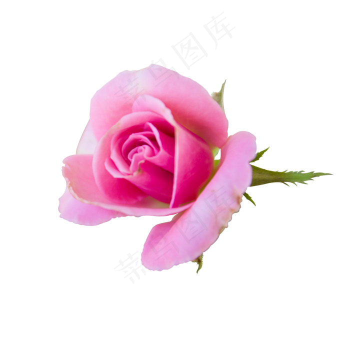 粉红色玫瑰鲜花(2000X2000(DPI:300))