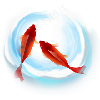 水里的红色鲤鱼