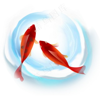 水里的红色鲤鱼