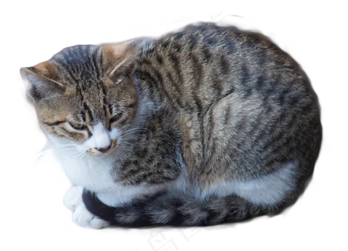 狸花猫米蹲坐,免抠元素(947*685px 300 dpi )psd模版下载