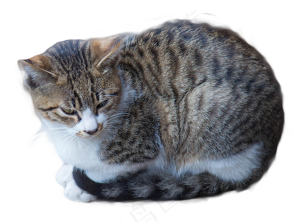 狸花猫米蹲坐,免抠元素