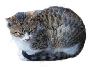 狸花猫米蹲坐,免抠元素