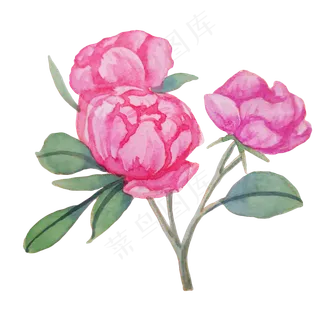 玫瑰蔷薇粉色花朵