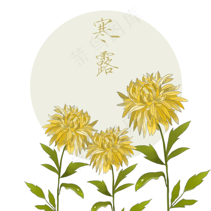 寒露金色菊花带露珠,免抠元素(2000*2000px 300 dpi )psd模版下载
