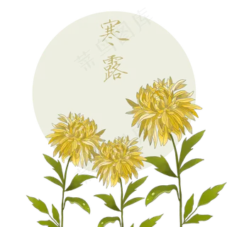 寒露金色菊花带露珠,免抠元素