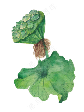 夏季精美精致的荷花