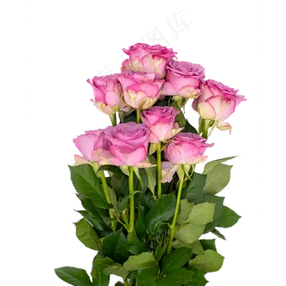 一把玫瑰花和绿色 一把玫瑰花和绿色