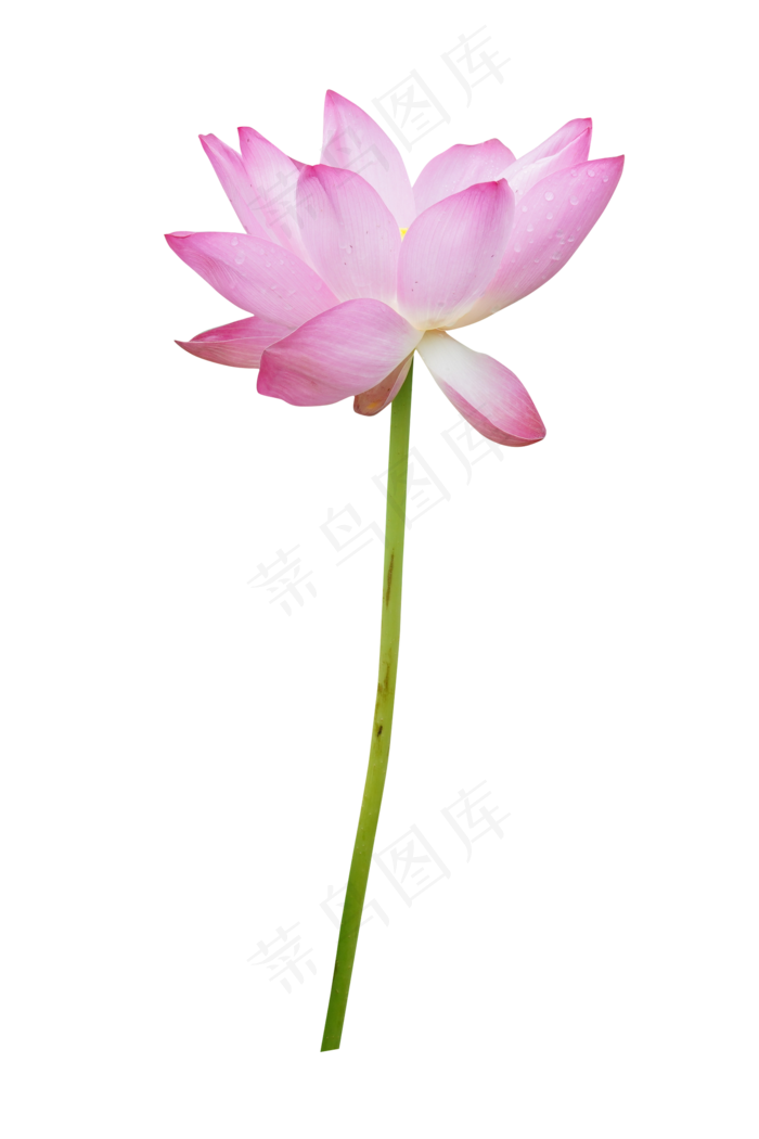 立夏荷花