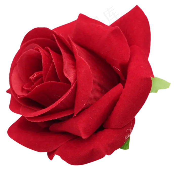 红玫瑰花朵植物(2000*2000px 300 dpi )