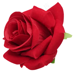 红玫瑰花朵植物