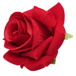 红玫瑰花朵植物